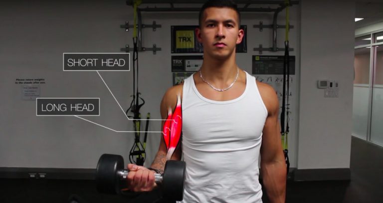 How to train your biceps